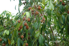 Hydnocarpus pentandrus